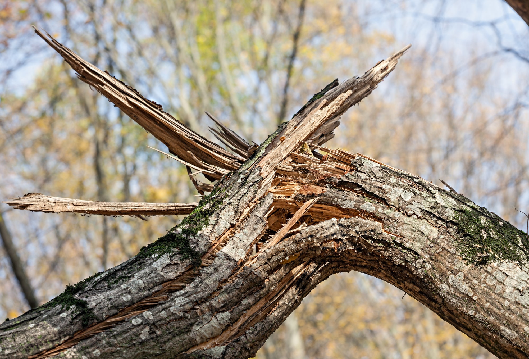 closeup of broken tree branch