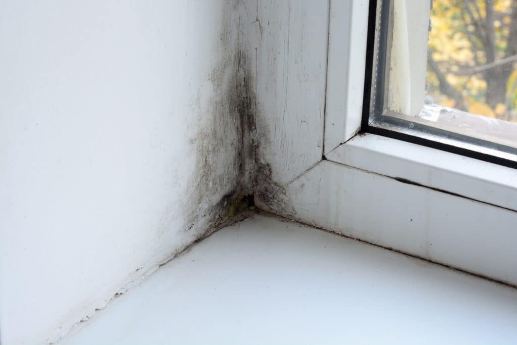 How to get rid of mold on walls? You need a professional. Mold on a wall