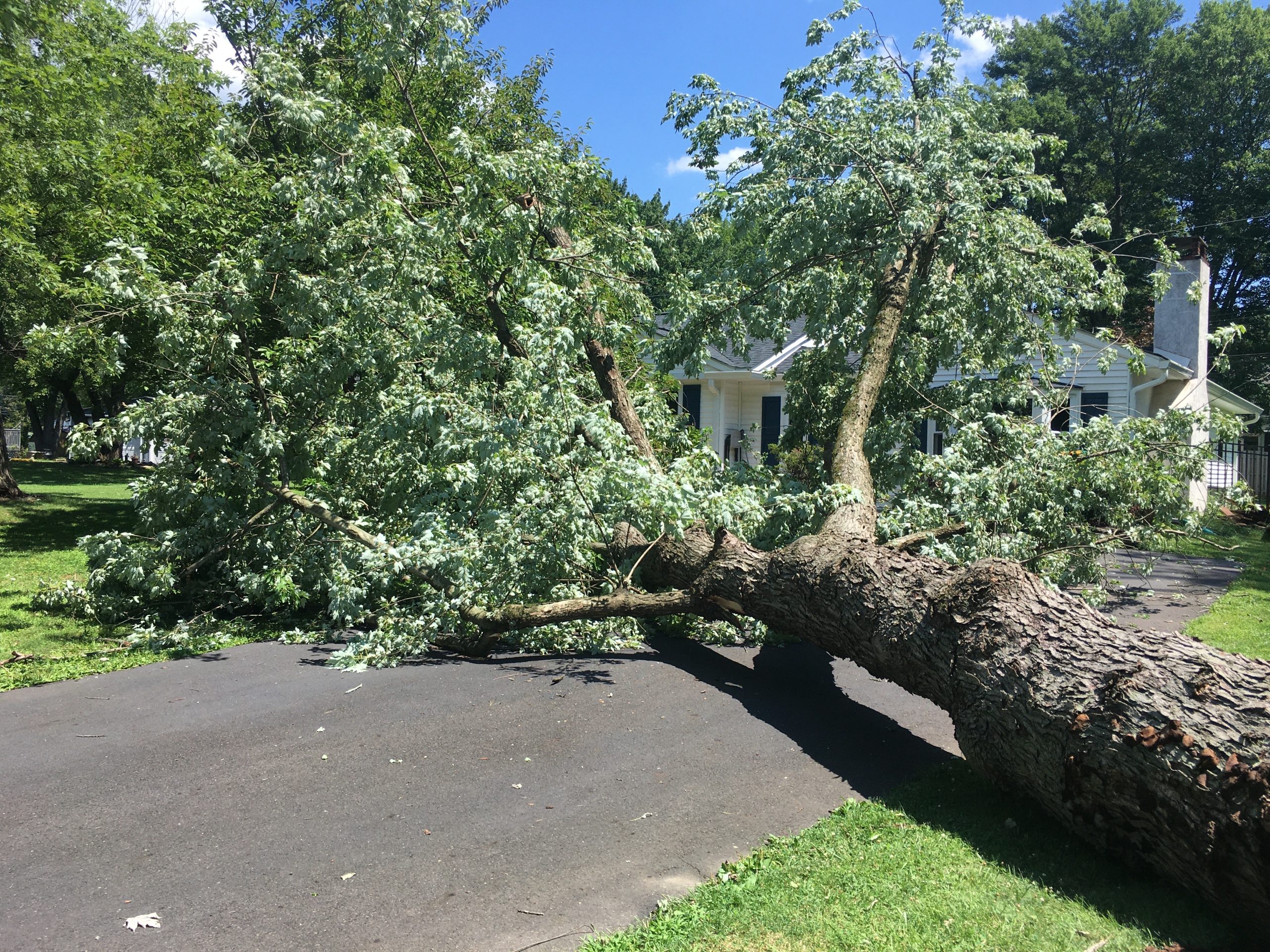 A fallen tree blocking a driveway.