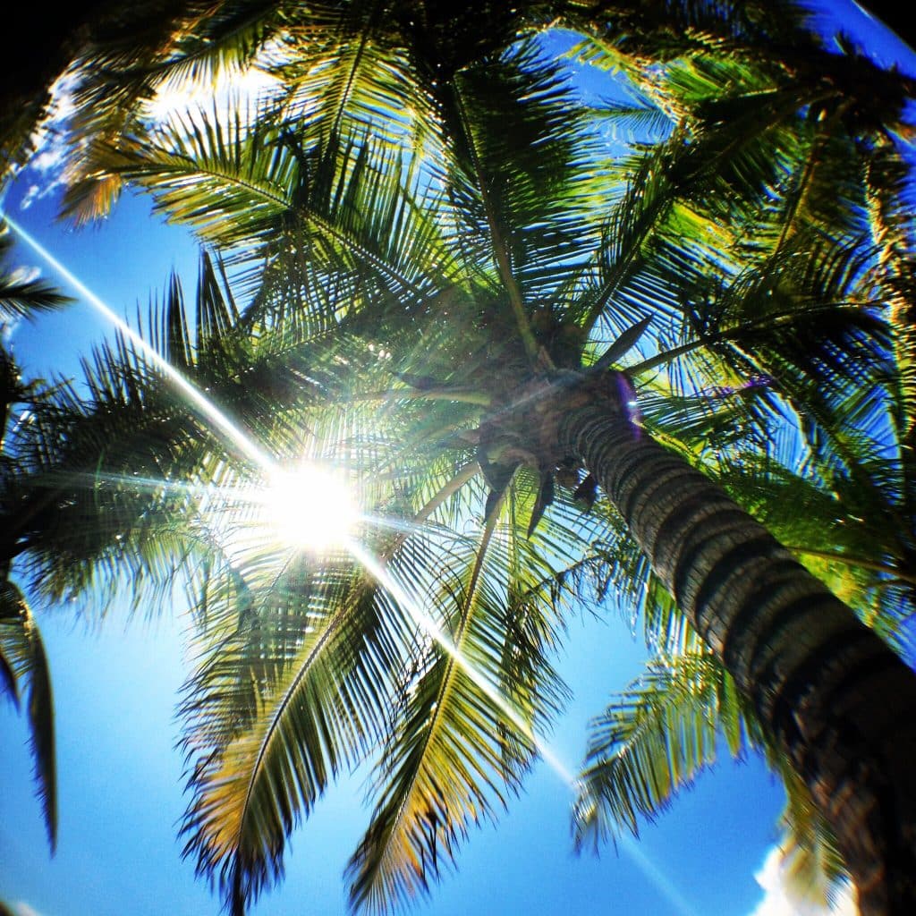 The sun shining through a tall palm tree.