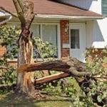 Emergency Tree Service: What You Need To Know