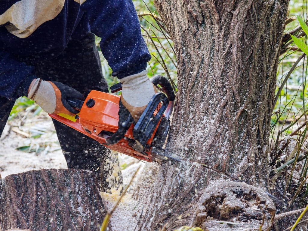 A tree removal professional removing a damaged tree.