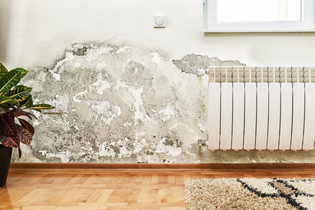 An interior wall covered in mold.