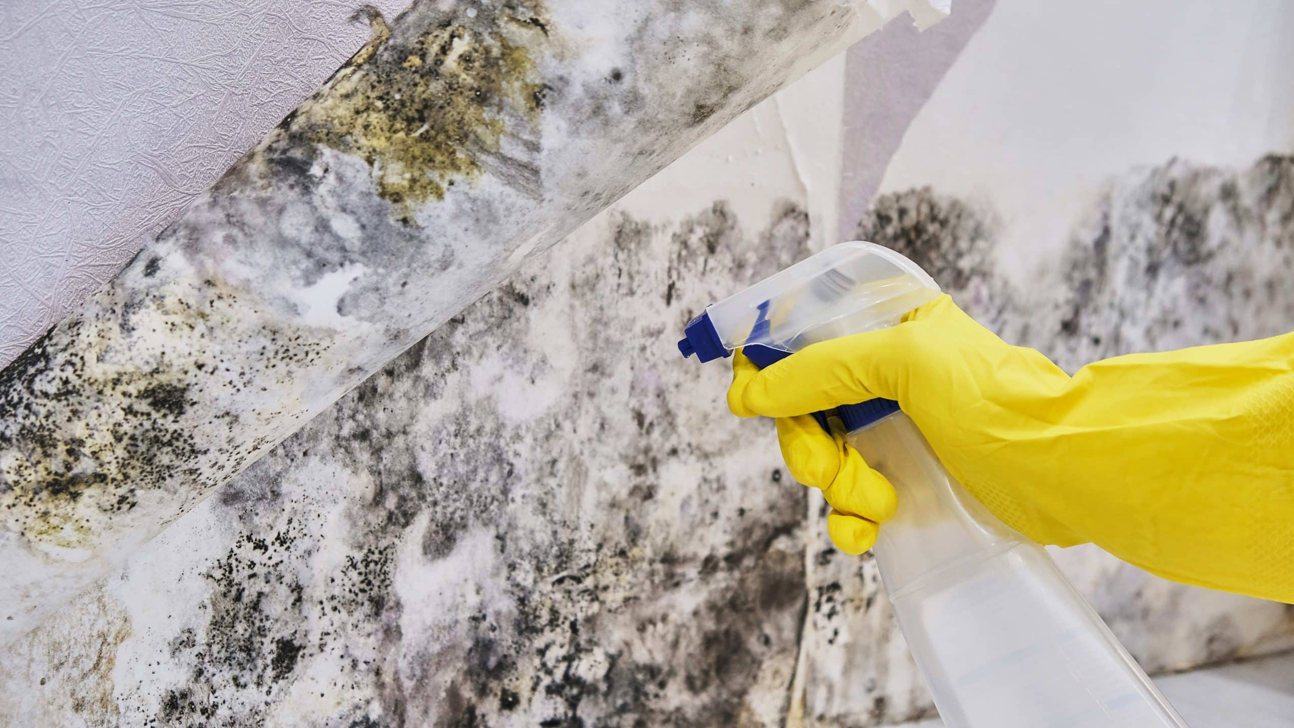 Gloved person spraying mold with a cleaner